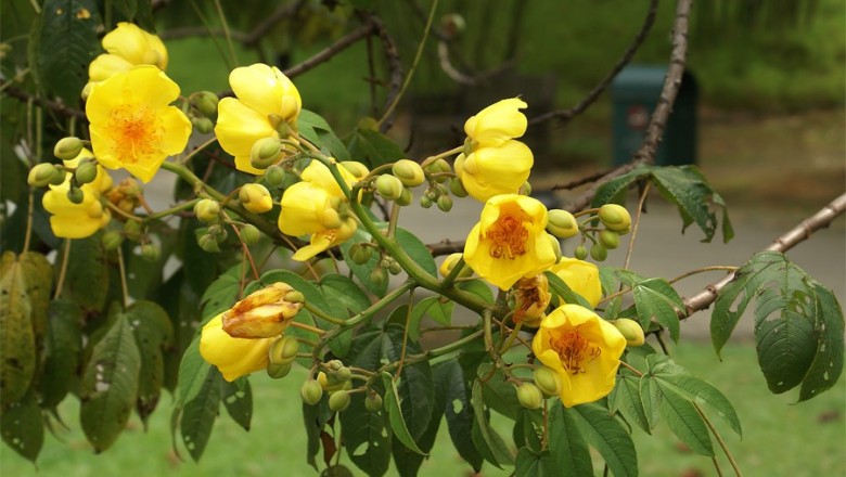 Cây dược liệu cây Ốc tử - Cochlospermum religiosum (L.) Alston (Bombax religiosum L., C. gossypium DC.)