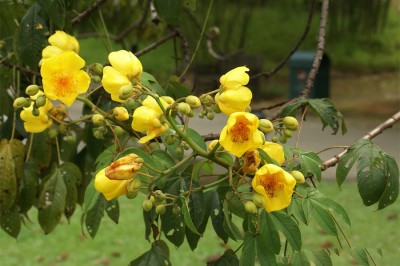 Cây dược liệu cây Ốc tử - Cochlospermum religiosum (L.) Alston (Bombax religiosum L., C. gossypium DC.)