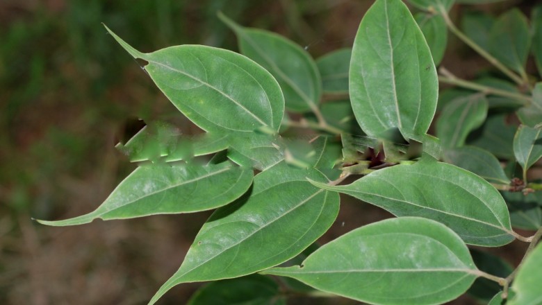 Cây dược liệu cây Ô dược Chun - Lindera chunii Merr