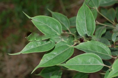 Cây dược liệu cây Ô dược Chun - Lindera chunii Merr