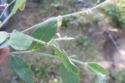 Cây dược liệu cây Lục lạc bò - Crotalaria prostrata Rottl. ex Willd
