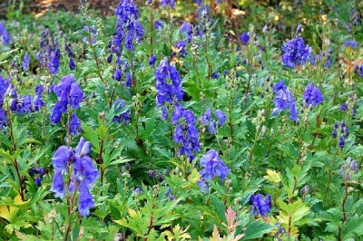 Cây dược liệu cây Ô đầu, Củ gấu tàu, Gấu tàu, ấu tàu - Aconitum fortunei Hemsl