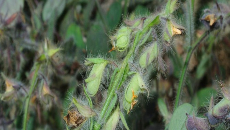 Cây dược liệu cây Lục lạc kim - Crotalaria acicularis Ham. ex Benth