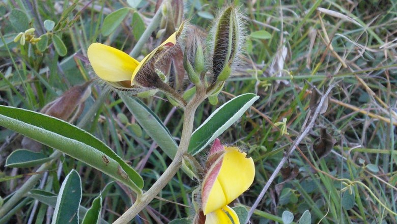 Cây dược liệu cây Lục lạc đài dài - Crotalaria calycina Schrank