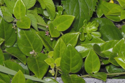 Cây dược liệu cây Oa nhi đằng, Ðầu đài xoan - Tylophora ovata (Lindl) Hook ex Steud