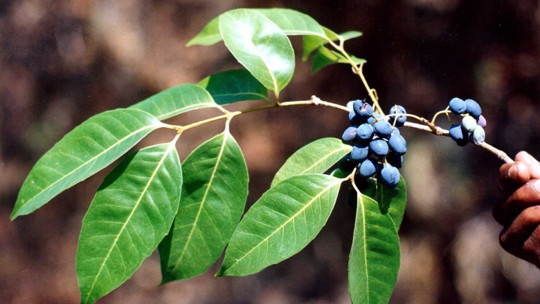 Cây dược liệu cây Ô liu khác gốc, Lọ nghẹ - Olea dioica Roxb