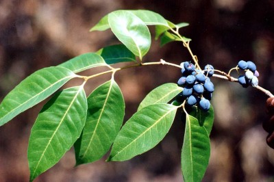 Cây dược liệu cây Ô liu khác gốc, Lọ nghẹ - Olea dioica Roxb