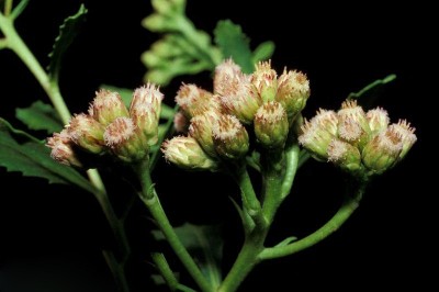 Cây dược liệu cây Lức, lức cây, Sài hồ nam, Nam sài hồ - Pluchea pteropoda Hemsl