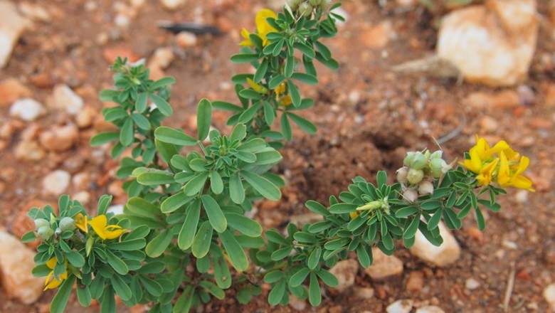 Cây dược liệu cây Lục lạc đỏ - Crotalaria medicaginea Lam