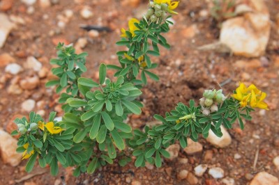 Cây dược liệu cây Lục lạc đỏ - Crotalaria medicaginea Lam