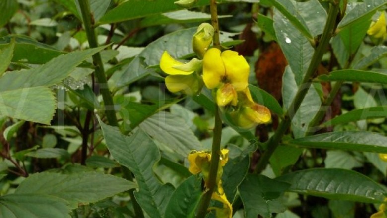 Cây dược liệu cây Lục lạc lá ổi dài - Crotalaria assamica Benth