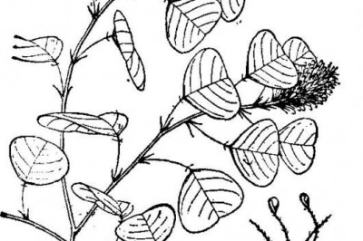 Cây dược liệu cây Ổ chim - Mecopus nidulans Benn