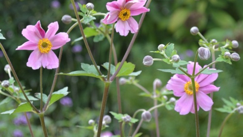 Cây dược liệu cây Phong quỳ - Anemone japonica (Thunb.) Sieb. et Zuce, (A.vitifolia Buch. - Ham. var. japonica Finet et Gagnep.)