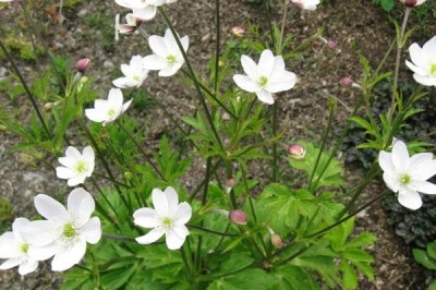 Cây dược liệu cây Phong quỳ bò - Anemone rivularis Buch. Ham. ex DC