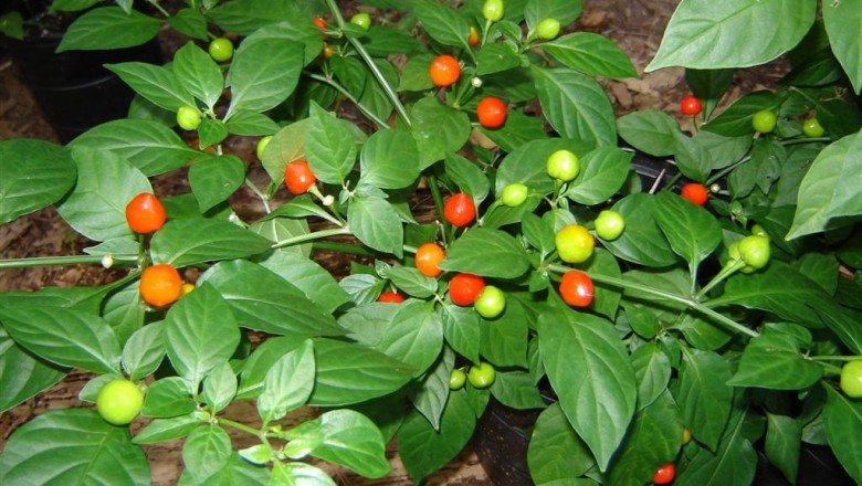 Cây dược liệu cây Ớt cà, ớt xơri - Capsicum frutescens L. var. cerasiforme (Mill.) Bail