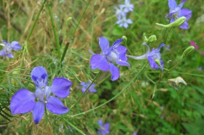 Cây dược liệu cây Phi yến, Hoa la lét, Tai thỏ, Hoa chân chim - Delphinium ajacis L. (Consolida ajacis (L.) Schur)