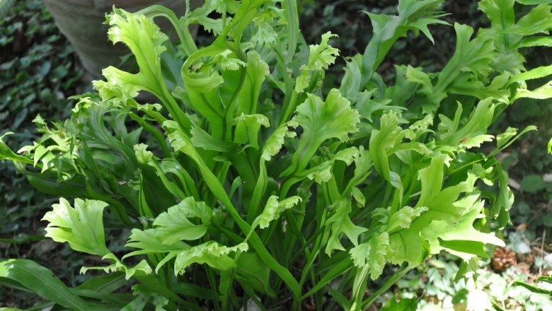 Cây dược liệu cây Ổ sao, ổ sao đốm - Microsorum punctatum (L.) Copel