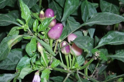 Cây dược liệu cây Ớt tím - Capsisum frutescens L. var. conoides (Mil.) Bai