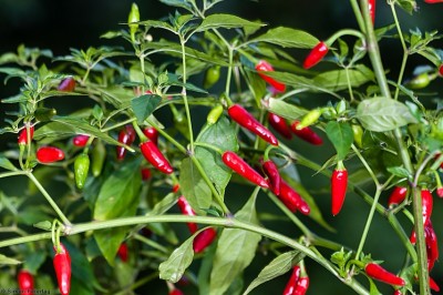 Cây dược liệu cây Ớt - Capsicum frutescens L. (C. annum L.)