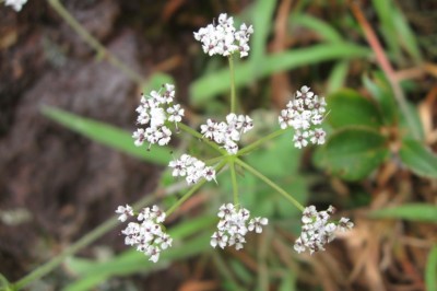 Cây dược liệu cây Phòng phong nam, Cẩn buốt, Co phạch (Thái) - Pimpinella candolleana Wight et Arn