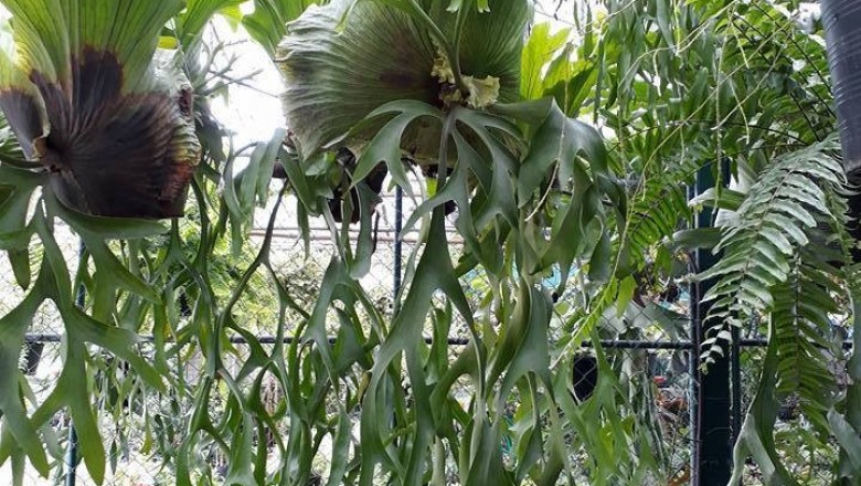 Cây dược liệu cây Ổ rồng tràng - Platycerium coronarium (Koenig) Desv