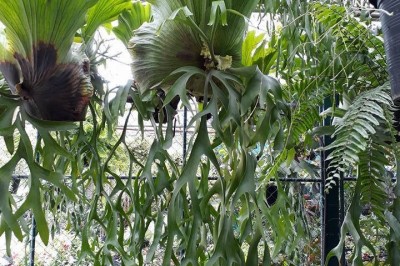 Cây dược liệu cây Ổ rồng tràng - Platycerium coronarium (Koenig) Desv