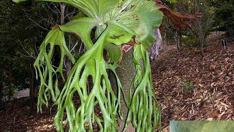 Cây dược liệu cây Ổ rồng - Platycerium grande A. Cunn ex J. Sm