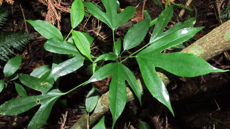 Cây dược liệu cây Phong hà, Diên bạch, Thụ sâm - Dendropanax chevalieri (Vig) Merr. (Gilibertia chevalieri R Vig.)