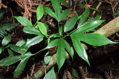 Cây dược liệu cây Phong hà, Diên bạch, Thụ sâm - Dendropanax chevalieri (Vig) Merr. (Gilibertia chevalieri R Vig.)