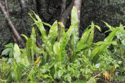 Cây dược liệu cây Ổ sao dãy, Thạch kiếm, ổ nang nhỏ Fortune - Microsorum fortunei (Moore) Ching