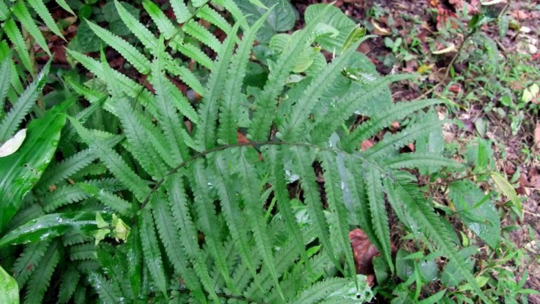 Cây dược liệu cây Quyết lông nhọn, Dớn nhọn - Cyclosorus acuminatus (Hontt.) Nakai