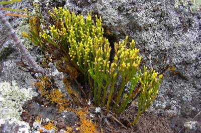 Cây dược liệu cây Quyết lá thông, Dương xỉ trần, Cây lá thông - Psilotum nudum (L.) Griseb