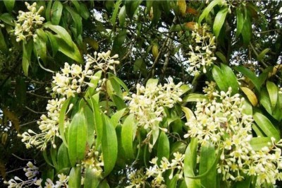 Cây dược liệu cây Quế lá hẹp - Cinnamomum burmanii (Nees et J. Nees) Blume var. angustifolium (Hemsl.) Allen