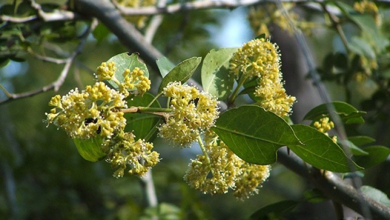 Cây dược liệu cây Pison, Bison nhọn, Tuyến quả đằng - Pisonia aculeata L