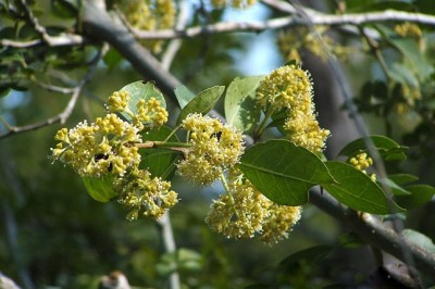 Cây dược liệu cây Pison, Bison nhọn, Tuyến quả đằng - Pisonia aculeata L