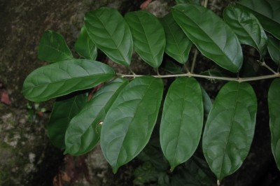 Cây dược liệu cây Quả ngọt, Dây quả ngọt - Mappianthus iodoides Hand. - Mazz