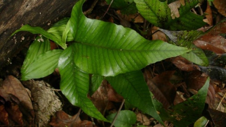 Cây dược liệu cây Phụng vi, Ráng ẩn thuỳ ba thuỳ - Crypsinus trilobus (Houtt.) Copel. (Phymatodes triphylla (Jacq.) C.Chr. et Tard. - Blot)