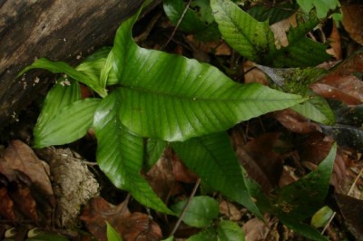 Cây dược liệu cây Phụng vi, Ráng ẩn thuỳ ba thuỳ - Crypsinus trilobus (Houtt.) Copel. (Phymatodes triphylla (Jacq.) C.Chr. et Tard. - Blot)