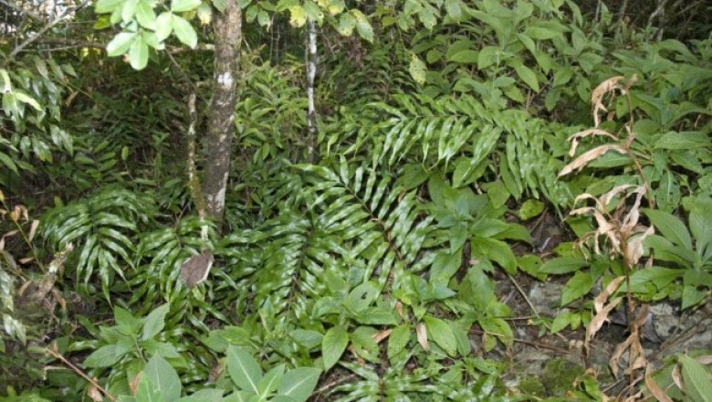 Cây dược liệu cây Quyết lưới dày sáng, Cây cúc áo, Ráng thư hùng sáng - Phymatosorus lucidus (Roxb.) Pic. - Serm. (Polypodium lucidum Roxb.)