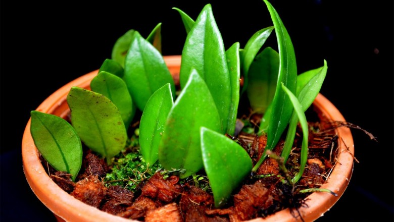 Cây dược liệu cây Quyết ấp đá lá nạc, Vỏ ốc, Vẩy ốc lá dày - Lemmaphyllum carnosum (J.Sm. ex Hook.) Presl