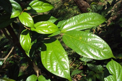 Cây dược liệu cây Quăng, Quăng lông, Thôi chanh lá xôn - Alangium salviifolium (L.f.) Wang
