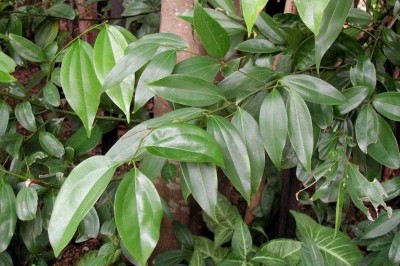 Cây dược liệu cây Quế rành, Quế trèn, Trèn trèn - Cinnamomum burmanii (Nees et T. Nees) Blume (Laurus burmanii C. G. et Th. Nees)