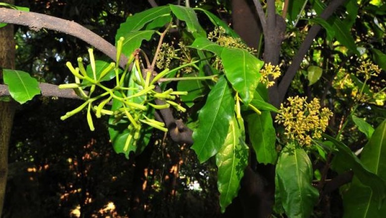 Cây dược liệu cây Pison hoa tán, Rừng lạc - Pisonia umbellifera (J. et G. Forst.) Seem
