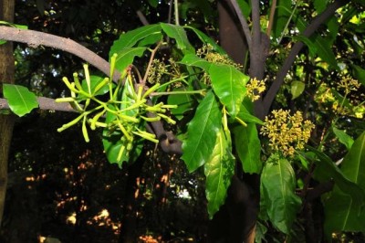 Cây dược liệu cây Pison hoa tán, Rừng lạc - Pisonia umbellifera (J. et G. Forst.) Seem