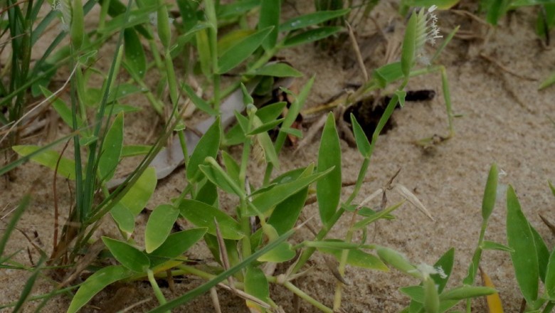 Cây dược liệu cây Quyển trục thảo, Thuân - Thuarea involuta (Forst.) R. Br. ex Roem. et Schult