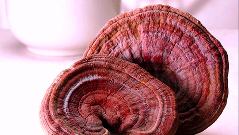 Cách phân biệt nấm linh chi thật hay giả khi mua 