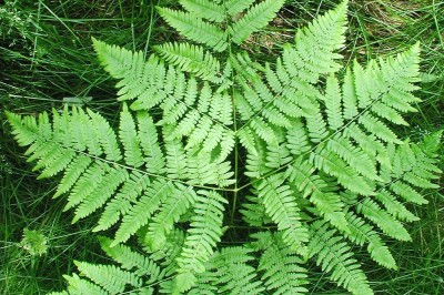 Cây dược liệu cây Quyết, Ráng đại dực - Pteridium aquilinum (L.) Kuhn (Pteris aquilina L.)