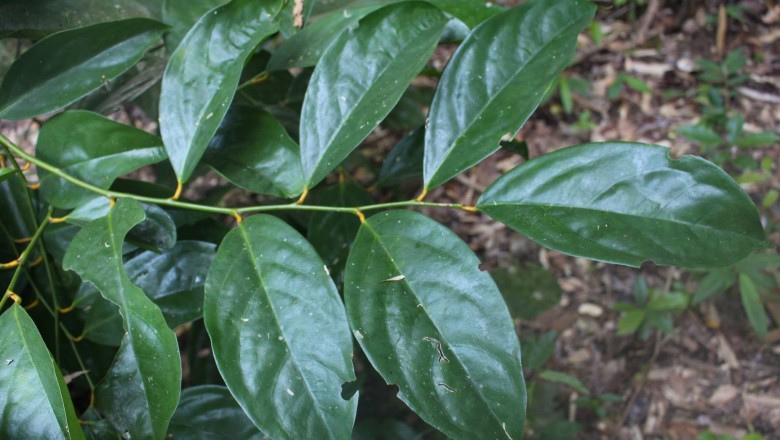 Cây dược liệu cây Quỳnh lam, Thụ đào có mũi - Gonocaryum lobbianum (Miers) Kurz (G. subrostratum Pierre)