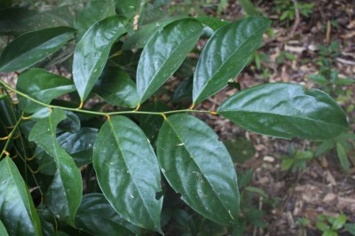 Cây dược liệu cây Quỳnh lam, Thụ đào có mũi - Gonocaryum lobbianum (Miers) Kurz (G. subrostratum Pierre)