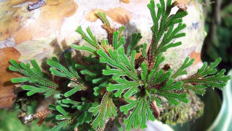 Cây dược liệu cây Quyển bá bám đá - Selaginella moellendorfii Hieron